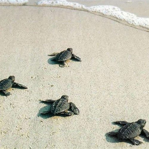 caretta1